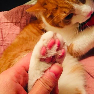 Best Nail Trimmer for Cats: The Only Guide You’ll Ever Need