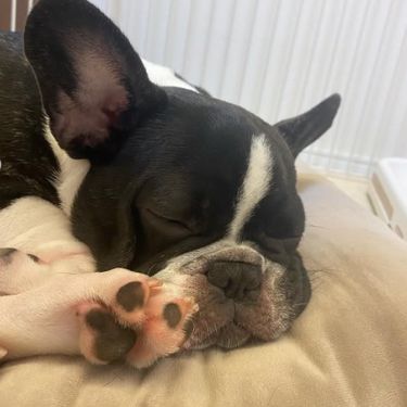 Dog Paw Itch Relief - A sleeping dog