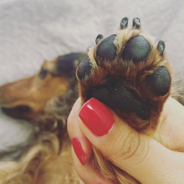Effective Paw Relief: 7 Remedies for Itchy Paws