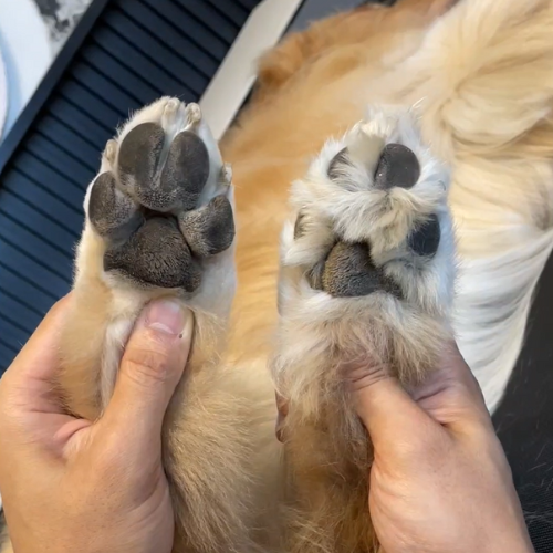 Silent Dog Paw Trimmer for Your dog - Huesom