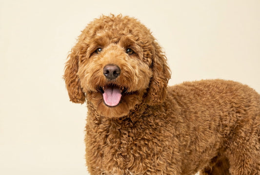 Detangle Matted Dog Fur by Huesom