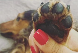 itchy dog paws reliever by Heusom